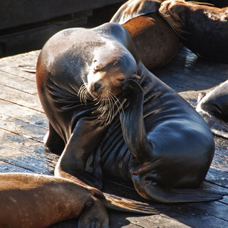 San Francisco - Pier 39 - Sealion